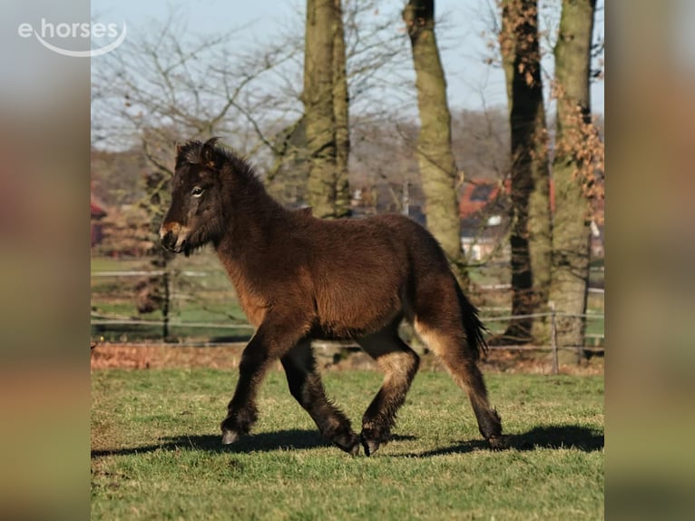 Islandpferd Hengst 1 Jahr 140 cm Dunkelbrauner in Winterswijk Kotten