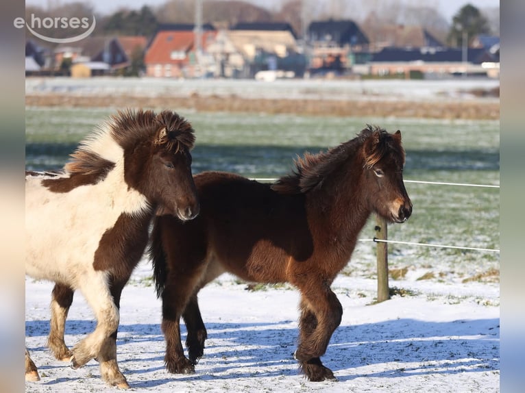 Islandpferd Hengst 1 Jahr 140 cm Dunkelbrauner in Winterswijk Kotten