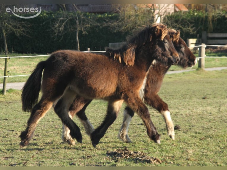 Islandpferd Hengst 1 Jahr 140 cm Dunkelbrauner in Winterswijk Kotten