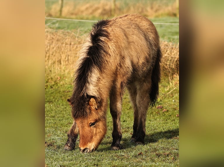 Islandpferd Hengst 1 Jahr 140 cm Falbe in Südlohn