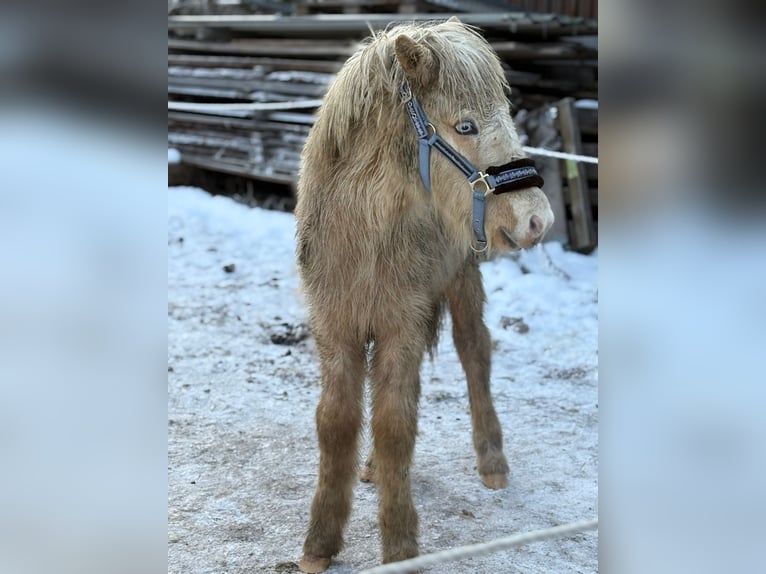 Islandpferd Hengst 1 Jahr 140 cm Palomino in Faistenau