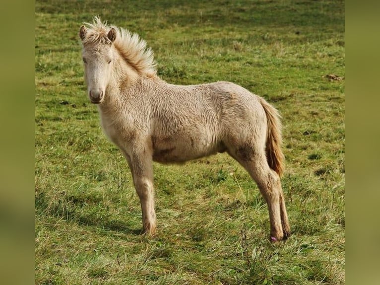 Islandpferd Hengst 1 Jahr 140 cm Perlino in Saarland