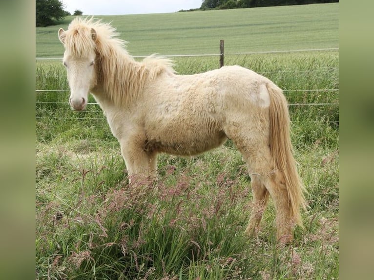 Islandpferd Hengst 1 Jahr 140 cm Perlino in Saarland