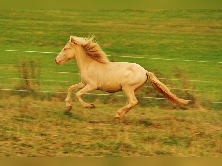 Islandpferd Hengst 1 Jahr 140 cm Perlino in Saarland