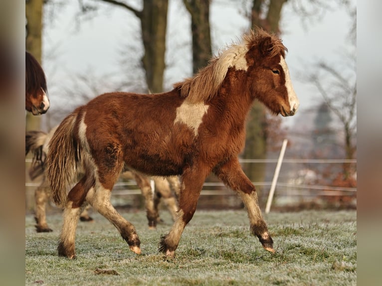 Islandpferd Hengst 1 Jahr 140 cm Schecke in Südlohn