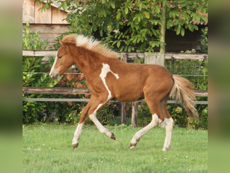 Islandpferd Hengst 1 Jahr 140 cm Schecke in Südlohn