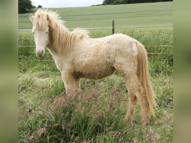 Islandpferd Hengst 1 Jahr 142 cm Perlino in Saarland