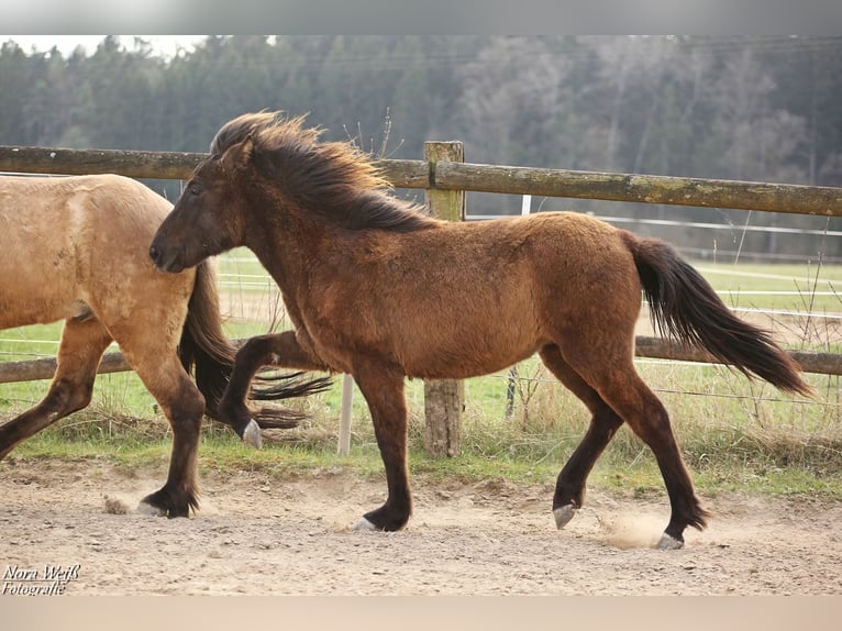 Islandpferd Hengst 1 Jahr 142 cm Rappe in Lauterhofen