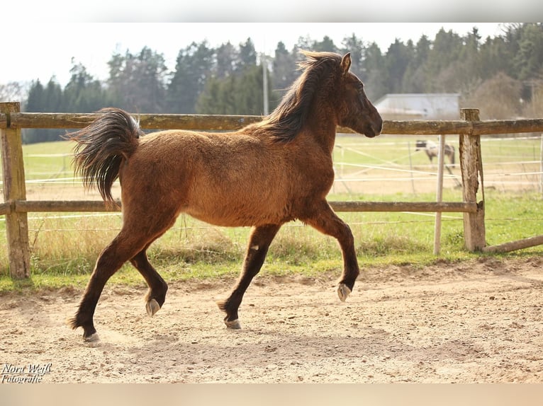 Islandpferd Hengst 1 Jahr 142 cm Rappe in Lauterhofen