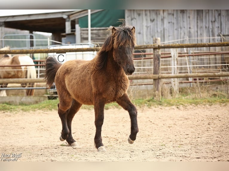 Islandpferd Hengst 1 Jahr 142 cm Rappe in Lauterhofen