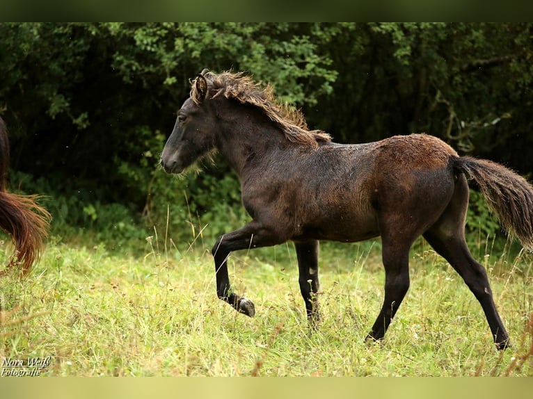 Islandpferd Hengst 1 Jahr 142 cm Rappe in Lauterhofen