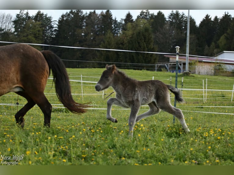 Islandpferd Hengst 1 Jahr 142 cm Rappe in Lauterhofen
