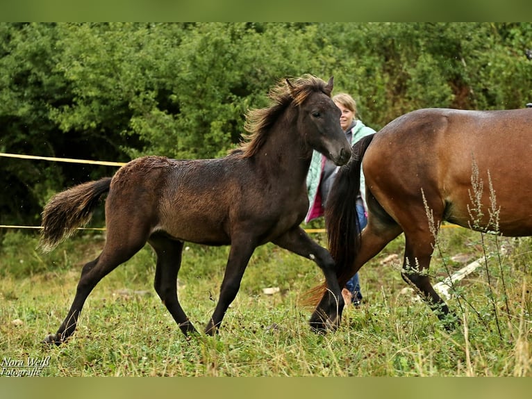 Islandpferd Hengst 1 Jahr 142 cm Rappe in Lauterhofen