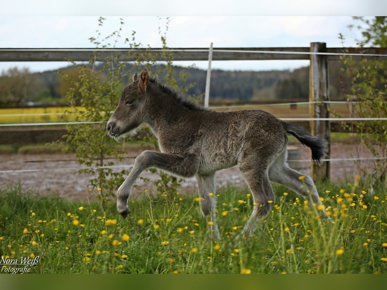 Islandpferd Hengst 1 Jahr 142 cm Rappe in Lauterhofen