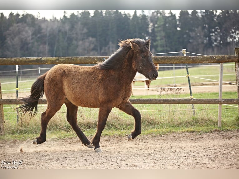Islandpferd Hengst 1 Jahr 142 cm Rappe in Lauterhofen
