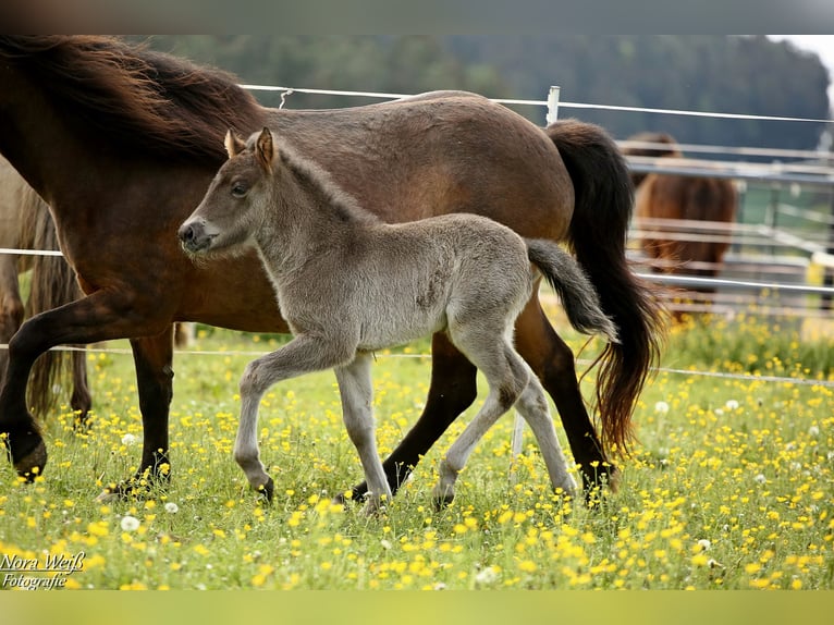 Islandpferd Hengst 1 Jahr 142 cm Rappe in Lauterhofen