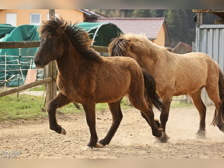 Islandpferd Hengst 1 Jahr 142 cm Rappe in Lauterhofen