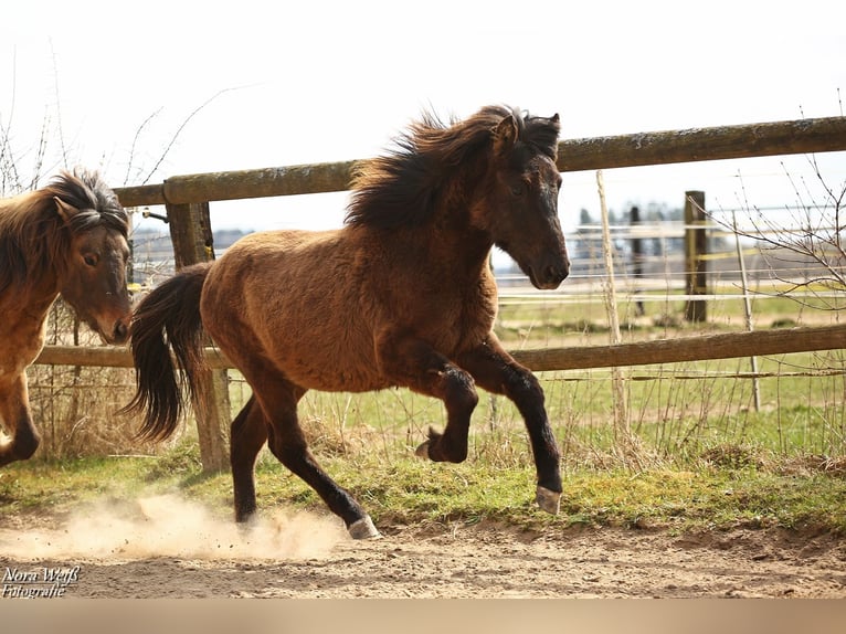Islandpferd Hengst 1 Jahr 142 cm Rappe in Lauterhofen