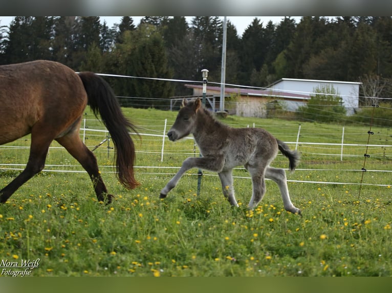 Islandpferd Hengst 1 Jahr 142 cm Rappe in Lauterhofen