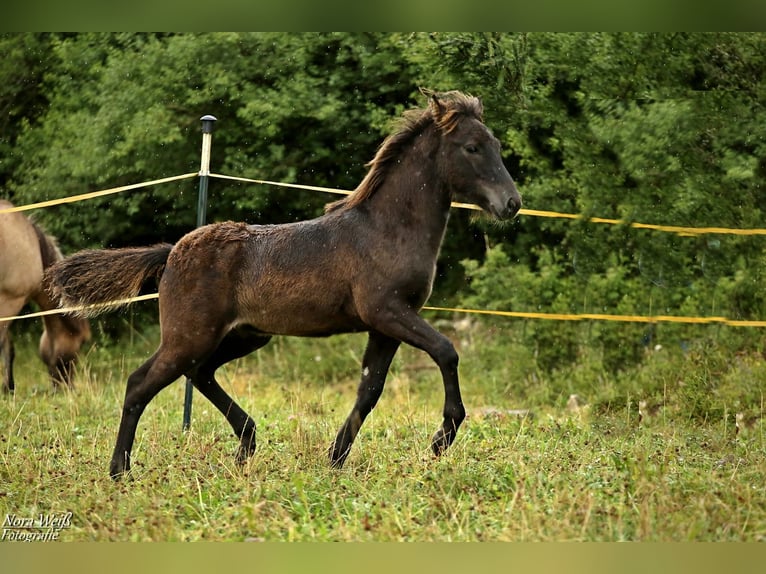 Islandpferd Hengst 1 Jahr 142 cm Rappe in Lauterhofen
