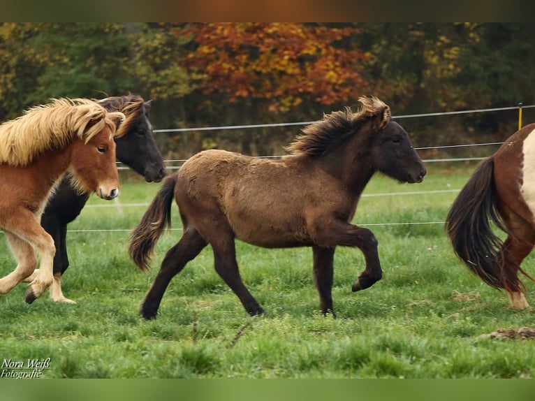 Islandpferd Hengst 1 Jahr 142 cm Rappe in Lauterhofen