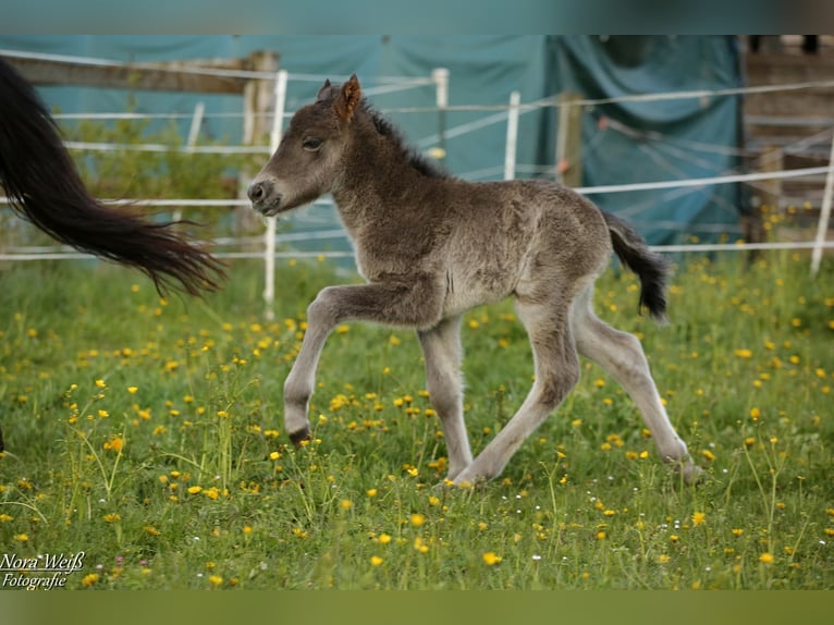 Islandpferd Hengst 1 Jahr 142 cm Rappe in Lauterhofen