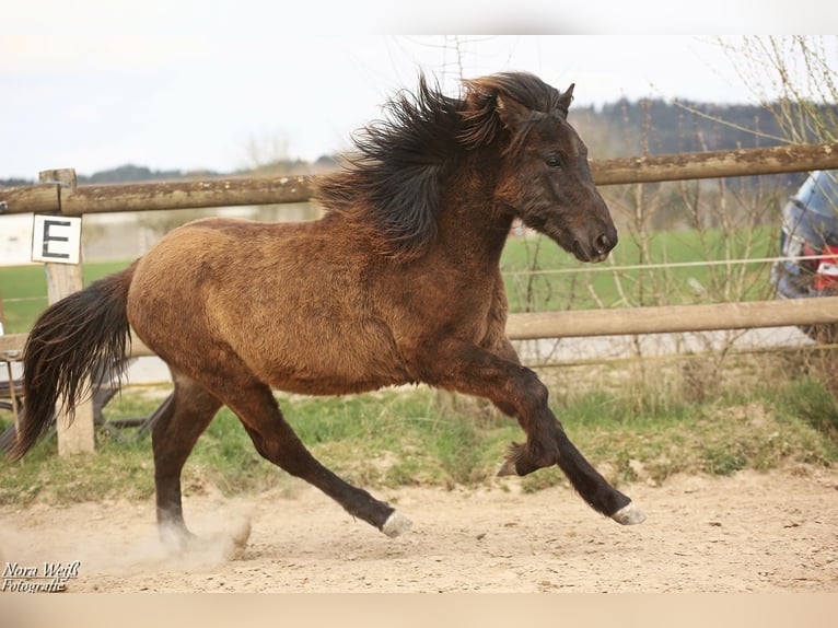 Islandpferd Hengst 1 Jahr 142 cm Rappe in Lauterhofen