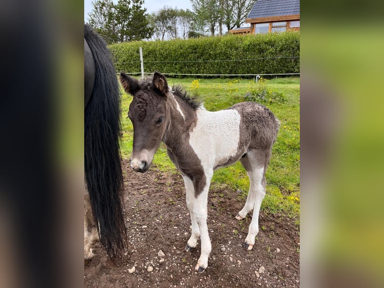 Islandpferd Hengst 1 Jahr 142 cm Tobiano-alle-Farben in Fislisbach