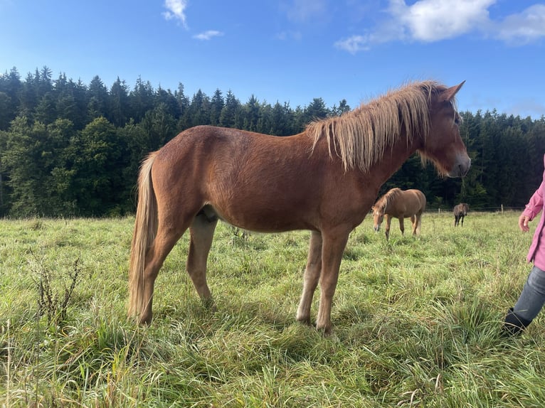 Islandpferd Hengst 1 Jahr 145 cm Fuchs in Abtsgm&#xFC;nd