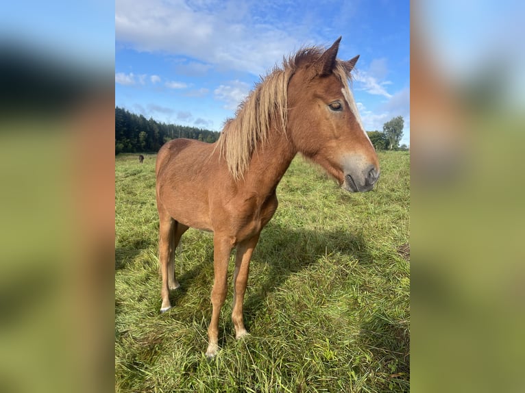 Islandpferd Hengst 1 Jahr 145 cm Fuchs in Abtsgm&#xFC;nd