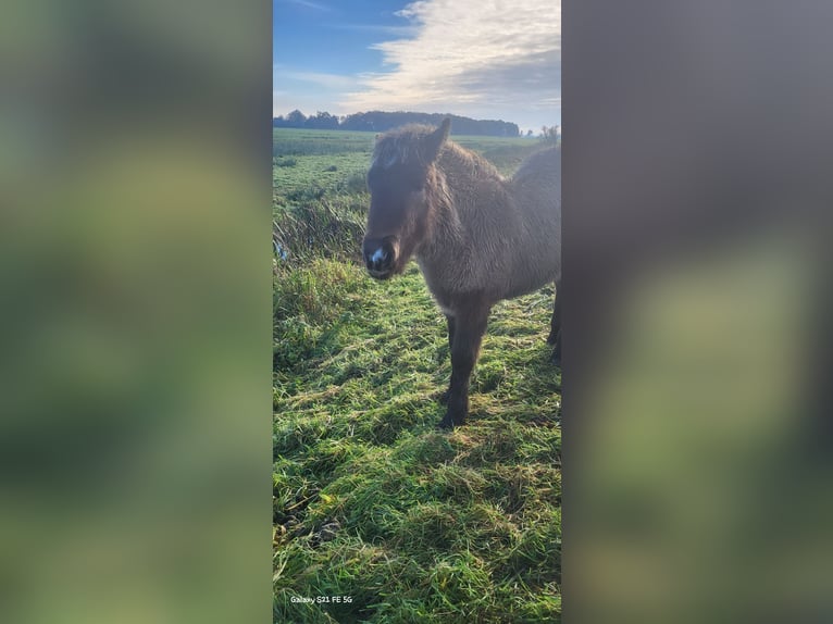 Islandpferd Hengst 1 Jahr 145 cm in Mildam