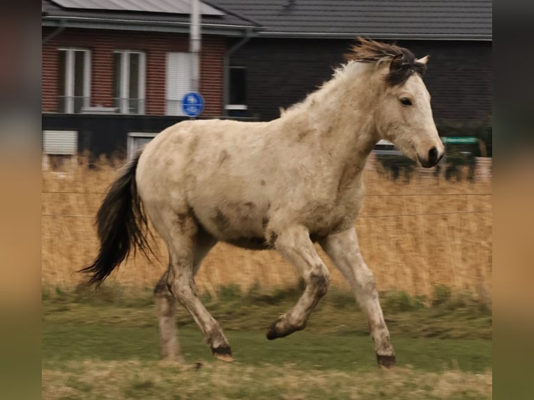 Islandpferd Hengst 1 Jahr 145 cm in S&#xFC;dlohn