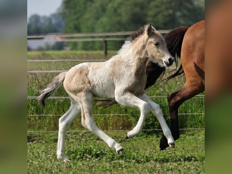 Islandpferd Hengst 1 Jahr 145 cm in S&#xFC;dlohn