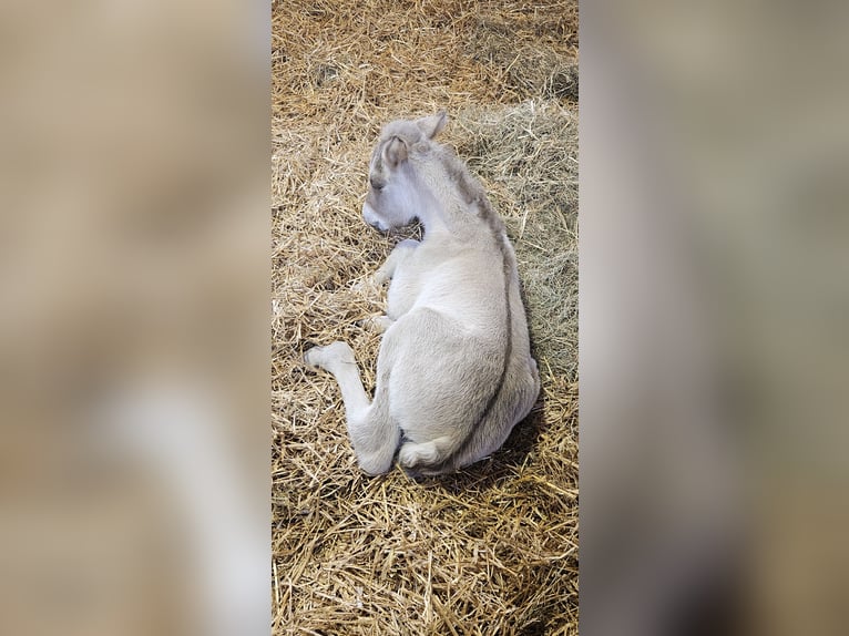 Islandpferd Hengst 1 Jahr 145 cm Grullo in Nieuwe Pekela