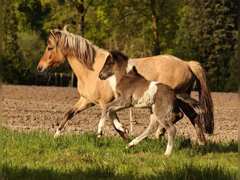 Islandpferd Hengst 1 Jahr 145 cm Schecke in Winterswijk Kotten