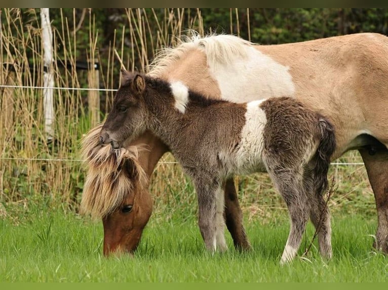 Islandpferd Hengst 1 Jahr 145 cm Schecke in Winterswijk Kotten