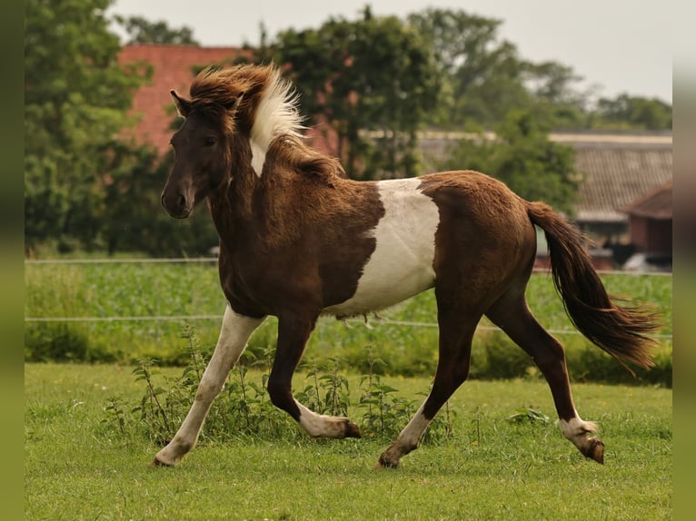 Islandpferd Hengst 1 Jahr 145 cm Schecke in Winterswijk Kotten