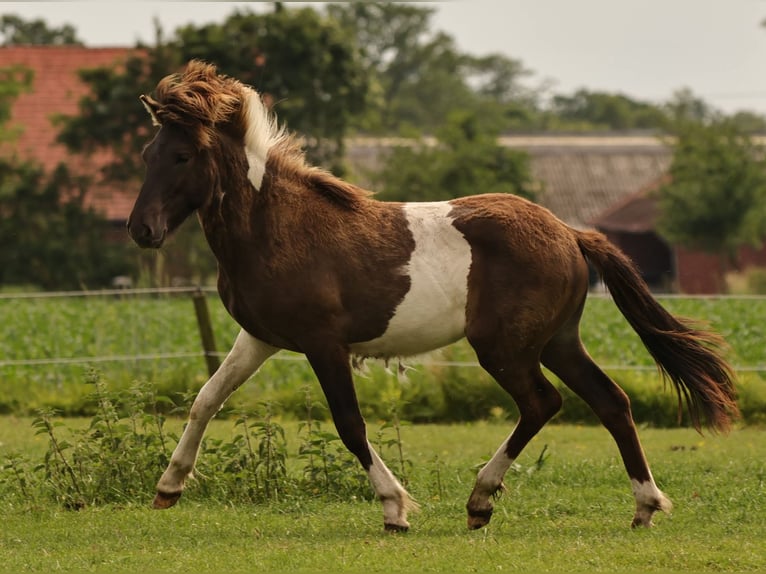 Islandpferd Hengst 1 Jahr 145 cm Schecke in Winterswijk Kotten