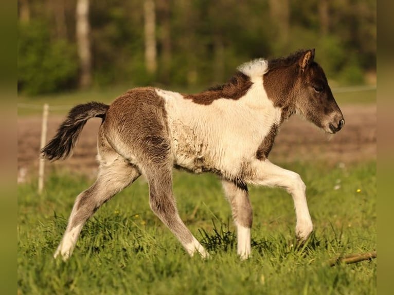 Islandpferd Hengst 1 Jahr 145 cm Schecke in Winterswijk Kotten
