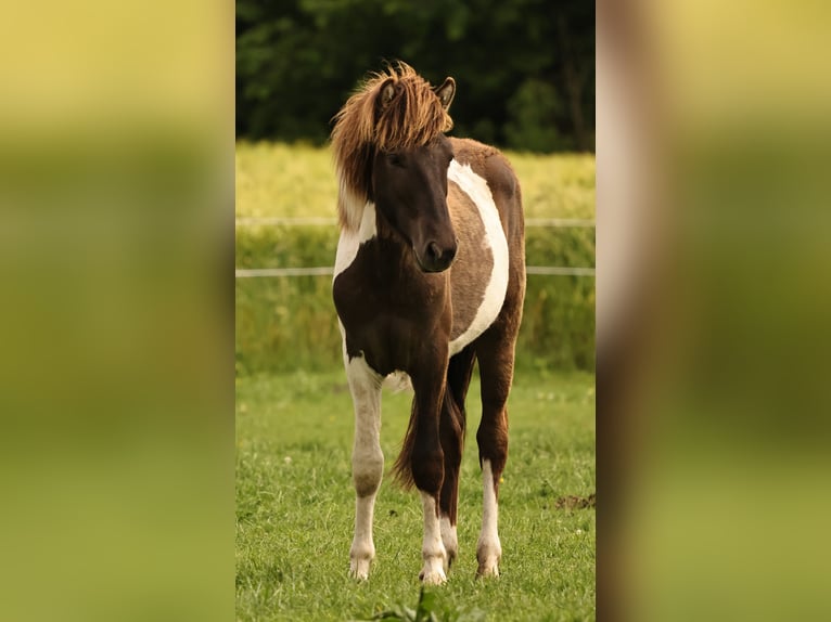 Islandpferd Hengst 1 Jahr 145 cm Schecke in Winterswijk Kotten