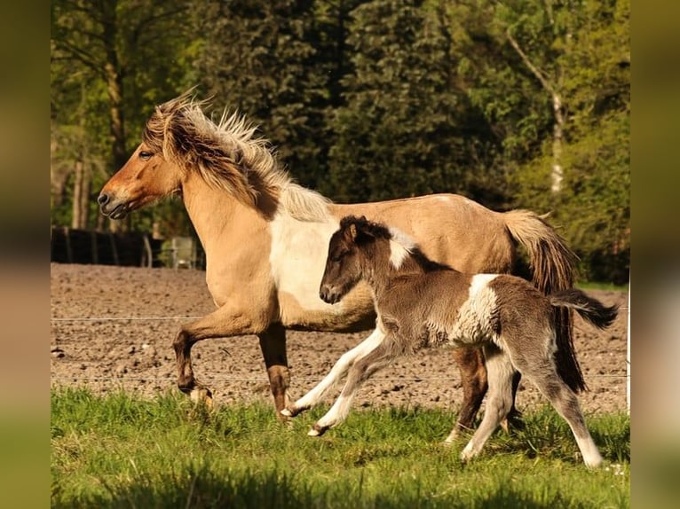 Islandpferd Hengst 1 Jahr 145 cm Schecke in Winterswijk Kotten