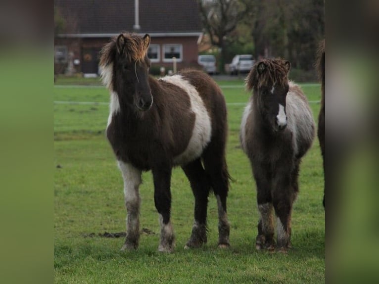 Islandpferd Hengst 1 Jahr 145 cm Schecke in Winterswijk Kotten