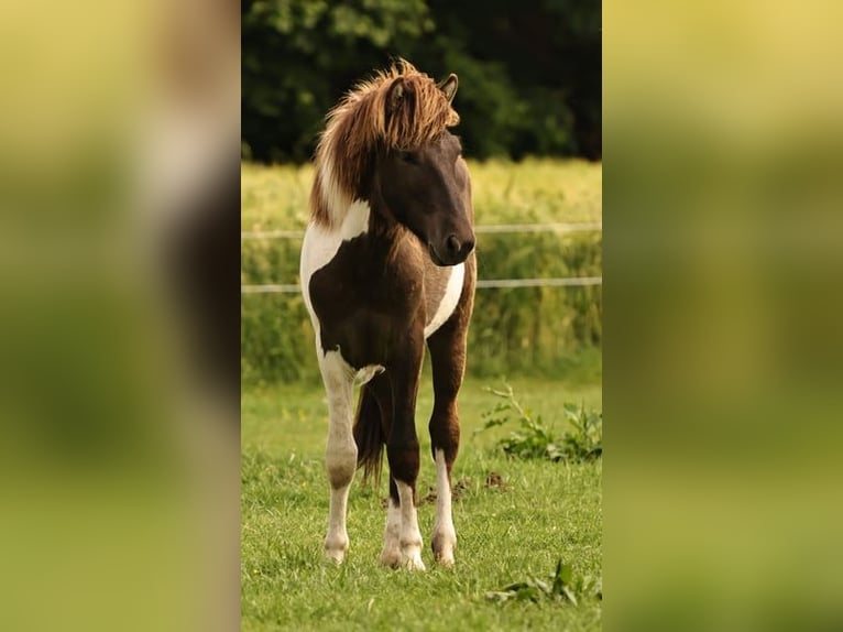 Islandpferd Hengst 1 Jahr 145 cm Schecke in Winterswijk Kotten