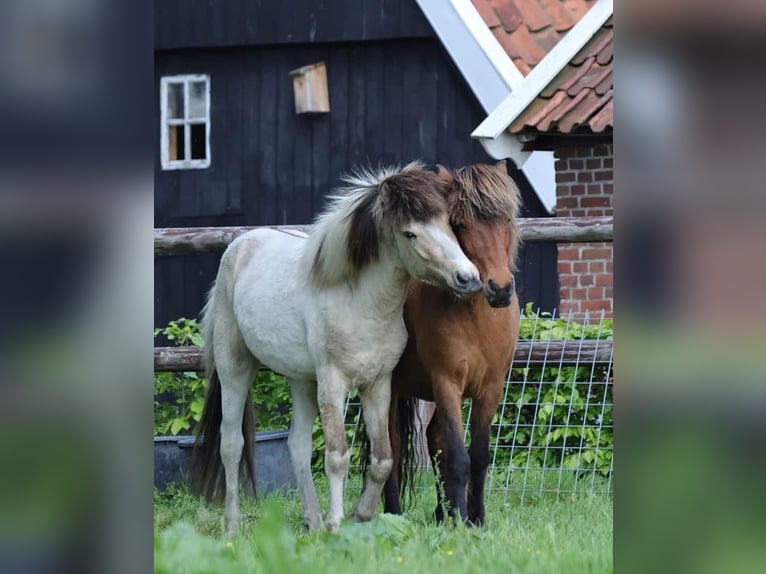 Islandpferd Hengst 1 Jahr 145 cm Schecke in S&#xFC;dlohn