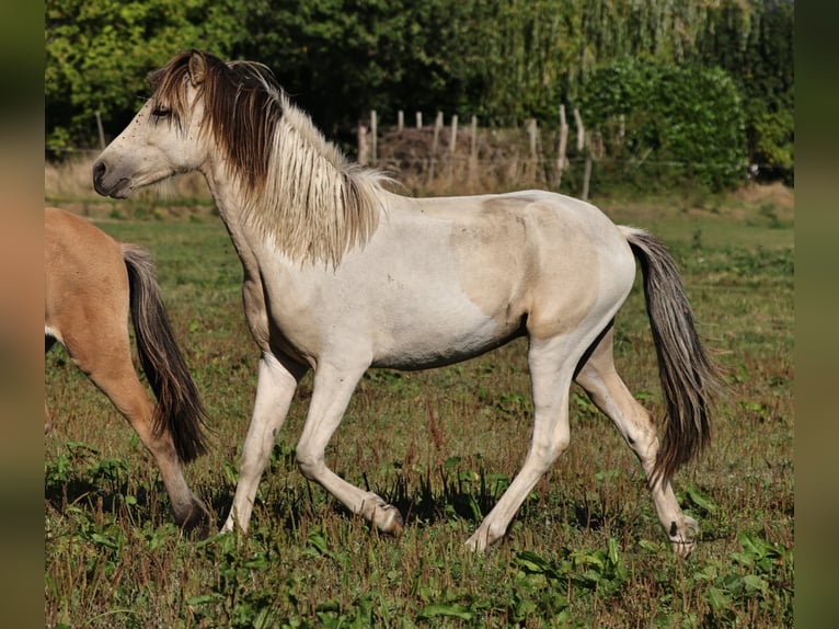 Islandpferd Hengst 1 Jahr 145 cm Schecke in S&#xFC;dlohn