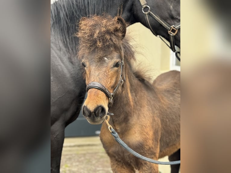 Islandpferd Hengst 1 Jahr Brauner in BurgbrohlBurgbrohl