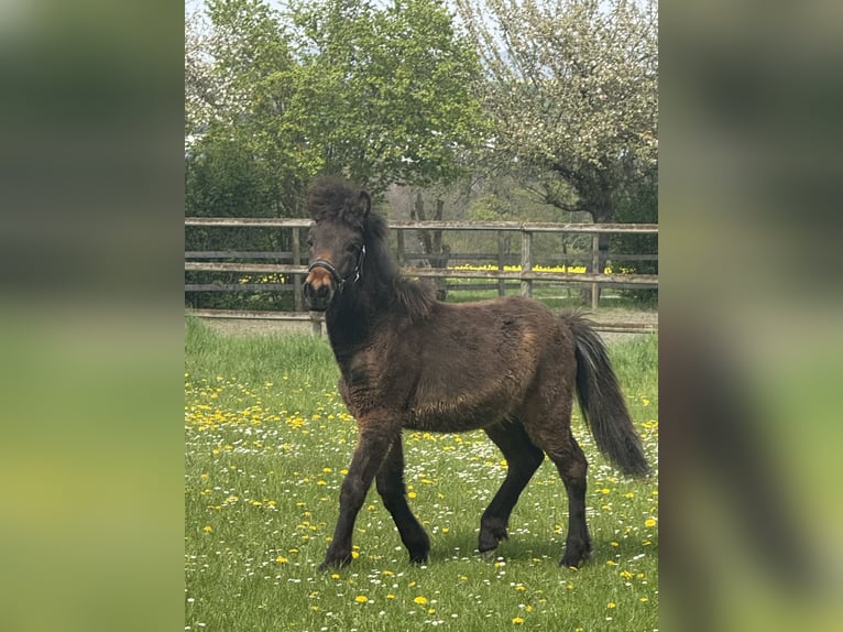 Islandpferd Hengst 1 Jahr Brauner in BurgbrohlBurgbrohl