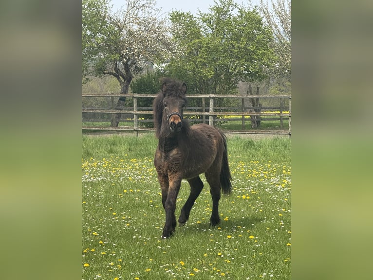 Islandpferd Hengst 1 Jahr Brauner in BurgbrohlBurgbrohl