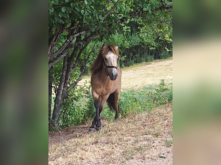 Islandpferd Hengst 1 Jahr Buckskin in Häg-Ehrsberg