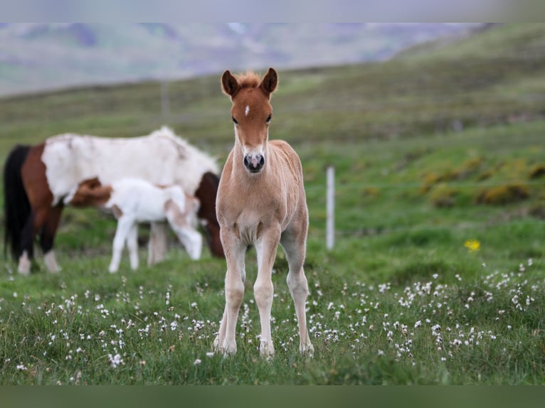 Islandpferd Hengst 1 Jahr Dunkelfuchs in Stykkishólmur